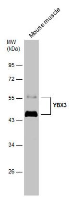 ZONAB Polyclonal Antibody
