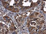 Leptin Receptor Antibody in Immunohistochemistry (Paraffin) (IHC (P))