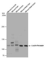 Leptin Receptor Antibody in Western Blot (WB)