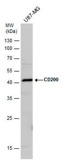 CD200 Antibody in Western Blot (WB)