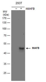 MAFB Polyclonal Antibody
