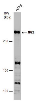 NG2 Polyclonal Antibody