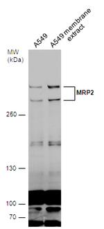 MRP2 Polyclonal Antibody