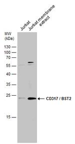 BST-2 Polyclonal Antibody