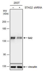 STAG2 Antibody