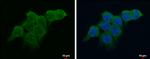 Ataxin 2 Antibody in Immunocytochemistry (ICC/IF)