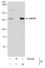 GM130 Antibody in Immunoprecipitation (IP)