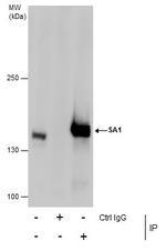 STAG1 Antibody in Immunoprecipitation (IP)