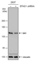 STAG1 Polyclonal Antibody