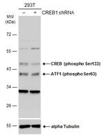 Phospho-CREB (Ser133) Polyclonal Antibody