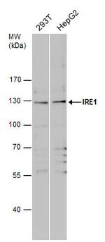 Phospho-IRE1 alpha (Ser724) Antibody in Western Blot (WB)