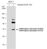 Phospho-AMPK alpha-1,2 (Thr172, Thr183) Antibody in Western Blot (WB)