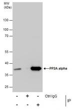 PP2A alpha Antibody in Immunoprecipitation (IP)