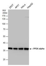 PP2A alpha Polyclonal Antibody