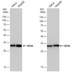 S6 Antibody in Western Blot (WB)
