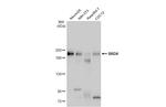 BRD4 Antibody in Western Blot (WB)