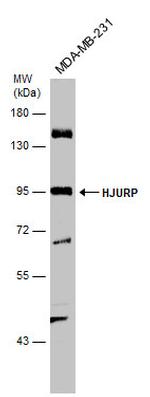 HJURP Polyclonal Antibody
