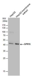 GPR15 Antibody in Western Blot (WB)