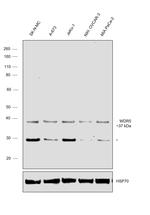 WDR5 Antibody in Western Blot (WB)