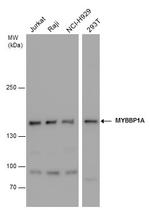 MYBBP1A Polyclonal Antibody