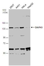 DIAPH3 Antibody in Western Blot (WB)