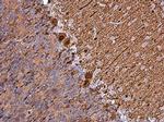 Calbindin D28K Antibody in Immunohistochemistry (Paraffin) (IHC (P))