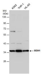 MDH1 Polyclonal Antibody