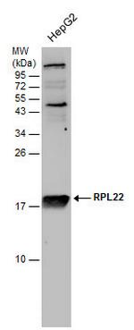 RPL22 Antibody in Western Blot (WB)