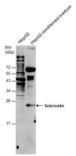 Sclerostin Polyclonal Antibody