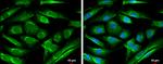 ATL1 Antibody in Immunocytochemistry (ICC/IF)