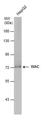 WAC Antibody in Western Blot (WB)
