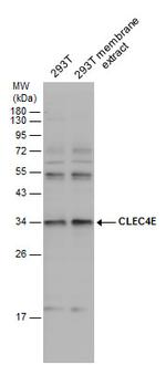 CLEC4E Polyclonal Antibody