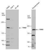 FMN2 Polyclonal Antibody