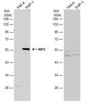 RIP3 Antibody in Western Blot (WB)