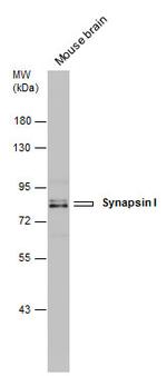 Synapsin 1 Polyclonal Antibody