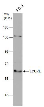 LCORL Polyclonal Antibody