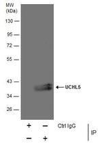 UCH37 Antibody in Immunoprecipitation (IP)