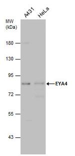 EYA4 Polyclonal Antibody
