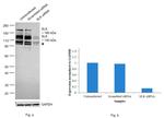 SLK Antibody in Western Blot (WB)