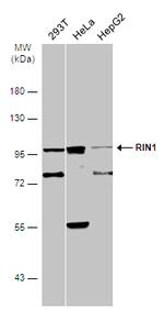 RIN1 Polyclonal Antibody