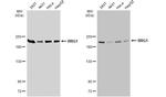 BRG1 Antibody in Western Blot (WB)