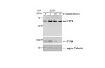 CRY1 Polyclonal Antibody