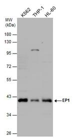 PTGER1 Antibody in Western Blot (WB)