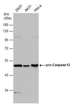 Caspase 12 Polyclonal Antibody