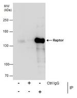 Raptor Antibody in Immunoprecipitation (IP)