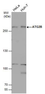 ATG2B Polyclonal Antibody