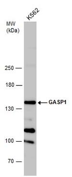GPRASP1 Antibody in Western Blot (WB)