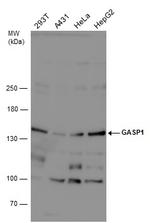 GPRASP1 Polyclonal Antibody