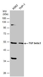 TGF beta-2 Polyclonal Antibody