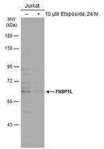 TOCA-1 Polyclonal Antibody